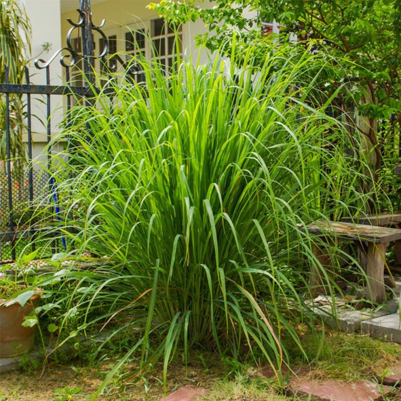 Ceyloni citronella - Cymbopogon nardus, Cymbopogon nardus, fűszernövény, fűszer